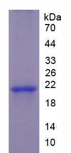 食欲素(OX)重组蛋白,Recombinant Orexin (OX)