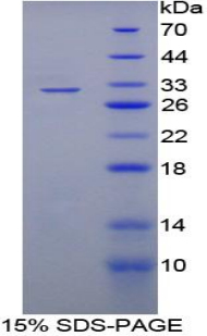 失调蛋白2结合蛋白1(A2BP1)重组蛋白,Recombinant Ataxin 2 Binding Protein 1 (A2BP1)