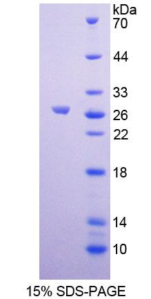 生殖细胞核因子(GCNF)重组蛋白,Recombinant Germ Cell Nuclear Factor (GCNF)