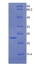 生长停滞特异性蛋白6(GAS6)重组蛋白,Recombinant Growth Arrest Specific Protein 6 (GAS6)