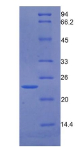 生長(zhǎng)停滯特異性蛋白6(GAS6)重組蛋白,Recombinant Growth Arrest Specific Protein 6 (GAS6)