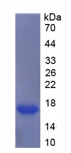 生长分化因子7(GDF7)重组蛋白,Recombinant Growth Differentiation Factor 7 (GDF7)