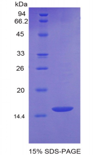 生长分化因子6(GDF6)重组蛋白,Recombinant Growth Differentiation Factor 6 (GDF6)