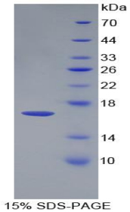 生長分化因子3(GDF3)重組蛋白,Recombinant Growth Differentiation Factor 3 (GDF3)