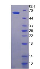 渗透性糖蛋白(Pgp)重组蛋白,Recombinant Permeability Glycoprotein (Pgp)