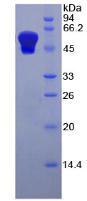 肾损伤分子1(Kim1)重组蛋白,Recombinant Kidney Injury Molecule 1 (Kim1)