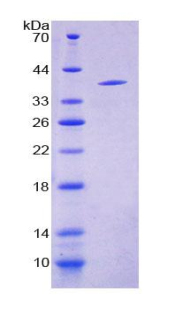 神经肽S(NPS)重组蛋白,Recombinant Neuropeptide S (NPS)