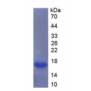 生长分化因子7(GDF7)重组蛋白