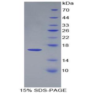 生长分化因子3(GDF3)重组蛋白