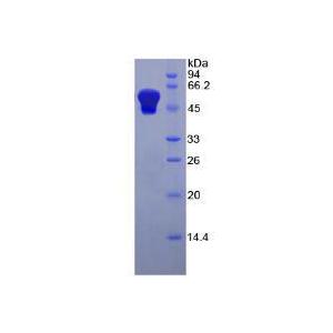 肾损伤分子1(Kim1)重组蛋白