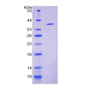 神经肽S(NPS)重组蛋白,Recombinant Neuropeptide S (NPS)