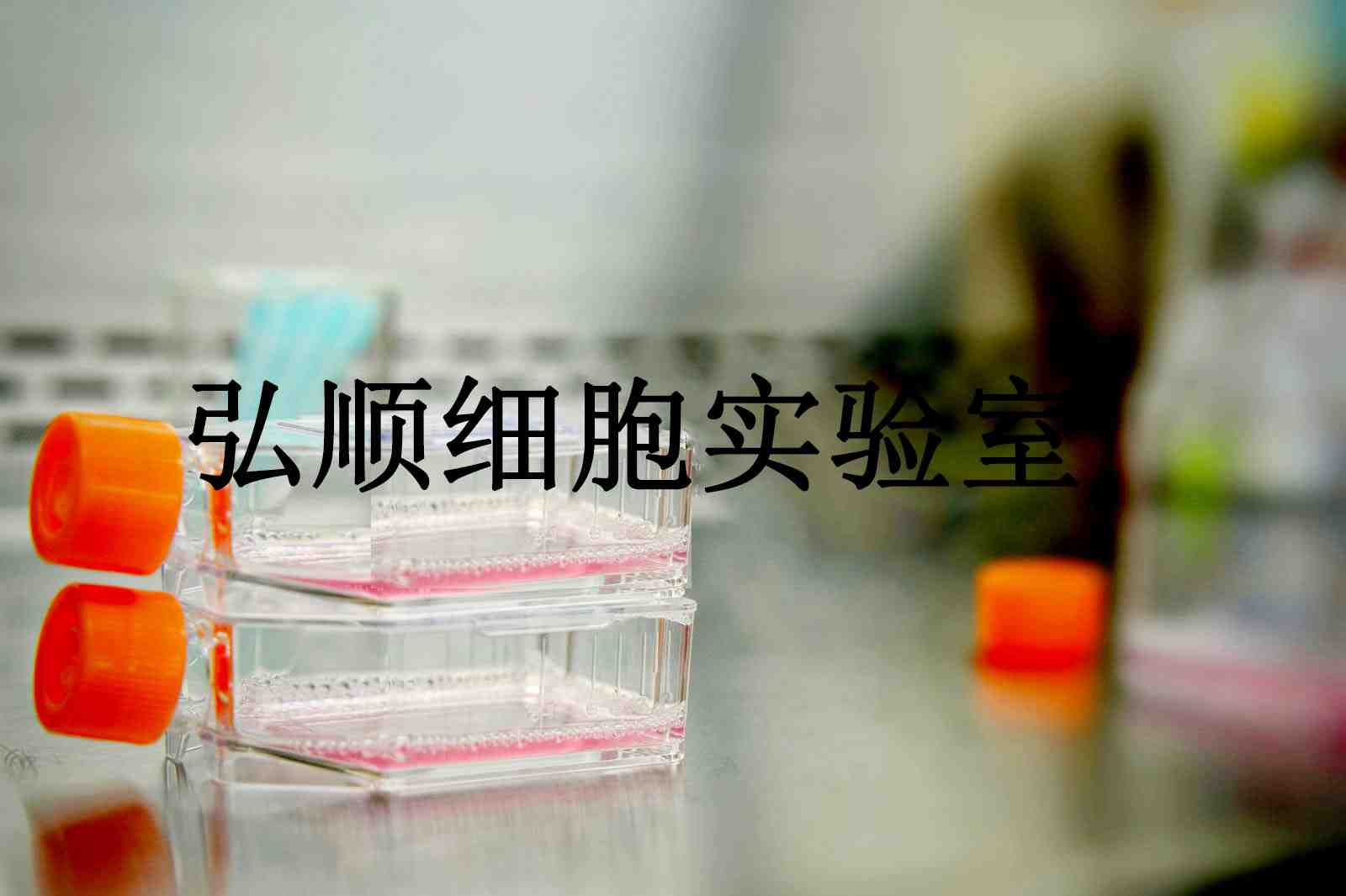 NS20Y Cells|小鼠神经母细胞瘤贴壁细胞,NS20Y Cells