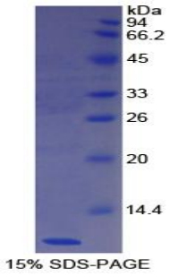 摄食抑制因子1(NES1)重组蛋白,Recombinant Nesfatin 1 (NES1)