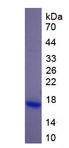 沙漠刺猬因子(DHH)重组蛋白,Recombinant Hedgehog Homolog, Desert (DHH)