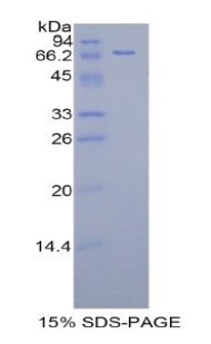 杀伤细胞免疫球蛋白样受体3DL3(KIR3DL3)重组蛋白,Recombinant Killer Cell Immunoglobulin Like Receptor 3DL3 (KIR3DL3)