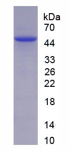 色氨酸-2,3-双加氧酶(TDO)重组蛋白,Recombinant Tryptophan-2,3-dioxygenase (TDO)