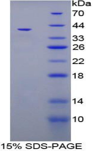 三叶因子3(TFF3)重组蛋白,Recombinant Trefoil Factor 3 (TFF3)