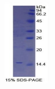 三葉因子2(TFF2)重組蛋白,Recombinant Trefoil Factor 2 (TFF2)