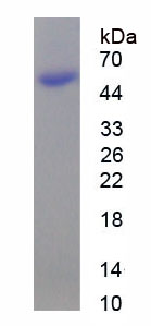 乳脂球表皮生长因子8(MFGE8)重组蛋白,Recombinant Milk Fat Globule EGF Factor 8 (MFGE8)