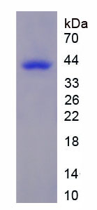 乳酸脫氫酶A(LDHA)重組蛋白,Recombinant Lactate Dehydrogenase A (LDHA)