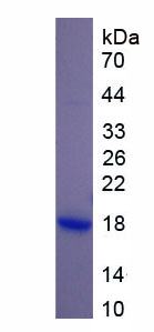 溶菌酶(LZM)重组蛋白,Recombinant Lysozyme (LZM)