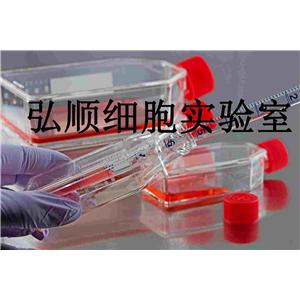 CCD-19Lu Cells|人肺成纤维贴壁细胞