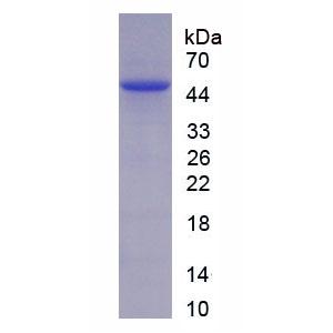 色氨酸-2,3-双加氧酶(TDO)重组蛋白