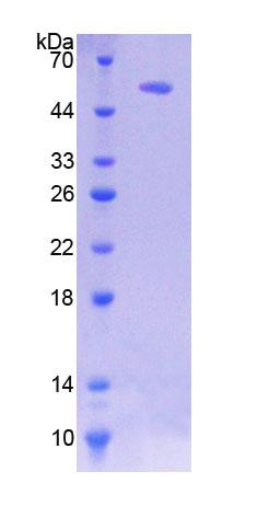 熱休克轉錄因子2(HSF2)重組蛋白,Recombinant Heat Shock Transcription Factor 2 (HSF2)