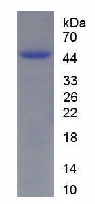 熱休克蛋白47(HSP47)重組蛋白,Recombinant Heat Shock Protein 47 (HSP47)