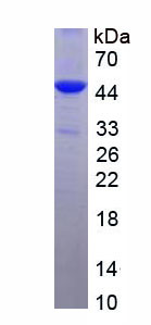 犬尿氨酸-3-單加氧酶(KMO)重組蛋白,Recombinant Kynurenine-3-Monooxygenase (KMO)