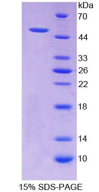 醛脱氢酶1家族成员A2(ALDH1A2)重组蛋白,Recombinant Aldehyde Dehydrogenase 1 Family, Member A2 (ALDH1A2)