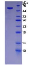 桥粒芯糖蛋白1(DSG1)重组蛋白,Recombinant Desmoglein 1 (DSG1)