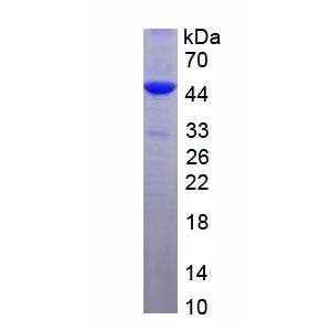 犬尿氨酸-3-单加氧酶(KMO)重组蛋白
