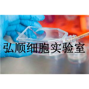 QGP-1 Cells|人胰腺癌贴壁细胞