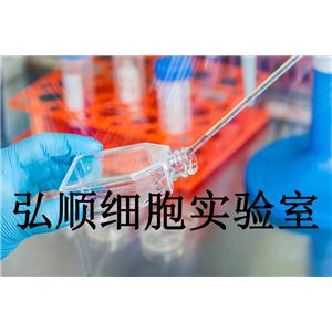 CHO-S Cells|中国仓鼠卵巢贴壁细胞