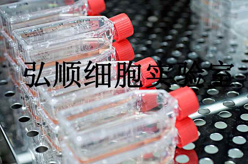 SW982 Cells|人滑膜肉瘤贴壁细胞,SW982 Cells