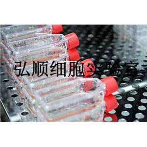 SW982 Cells|人滑膜肉瘤贴壁细胞,SW982 Cells