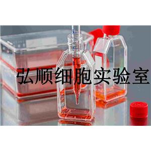 HCC9724 Cells|人肝癌贴壁细胞,HCC9724 Cells