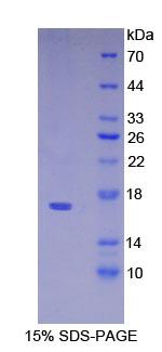前-B-淋巴细胞基因1(VPREB1)重组蛋白,Recombinant Pre-B-Lymphocyte Gene 1 (VPREB1)
