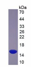 葡萄糖转运蛋白3(GLUT3)重组蛋白,Recombinant Glucose Transporter 3 (GLUT3)