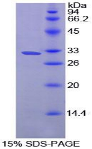 脯氨酰羧肽酶(PRCP)重組蛋白,Recombinant Prolylcarboxypeptidase (PRCP)