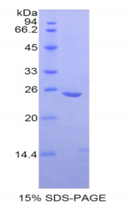 破骨細(xì)胞刺激因子1(OSF)重組蛋白,Recombinant Osteoclast Stimulating Factor 1 (OSF)