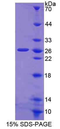 皮质醇稳定蛋白(CORT)重组蛋白,Recombinant Cortistatin (CORT)