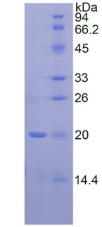 皮屑蛋白样蛋白1(LEPREL1)重组蛋白,Recombinant Leprecan Like Protein 1 (LEPREL1)