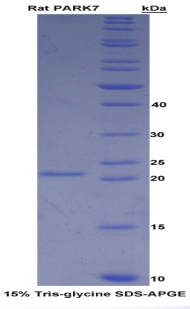 帕金森氏病蛋白7(PARK7)重组蛋白,Recombinant Parkinson Disease Protein 7 (PARK7)