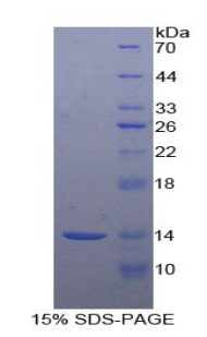 凝血因子Ⅶ(F7)重組蛋白,Recombinant Coagulation Factor VII (F7)