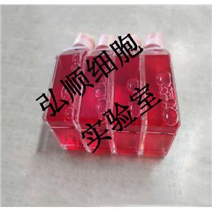 LC-2/ad Cells|人肺癌腺癌贴壁细胞,LC-2/ad Cells