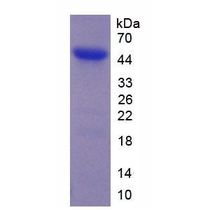 气味结合蛋白2A(OBP2A)重组蛋白