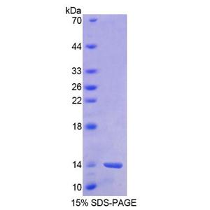 屏障自整合因子1(BANF1)重组蛋白,Recombinant Barrier To Autointegration Factor 1 (BANF1)