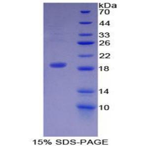 皮敌菌素(DCD)重组蛋